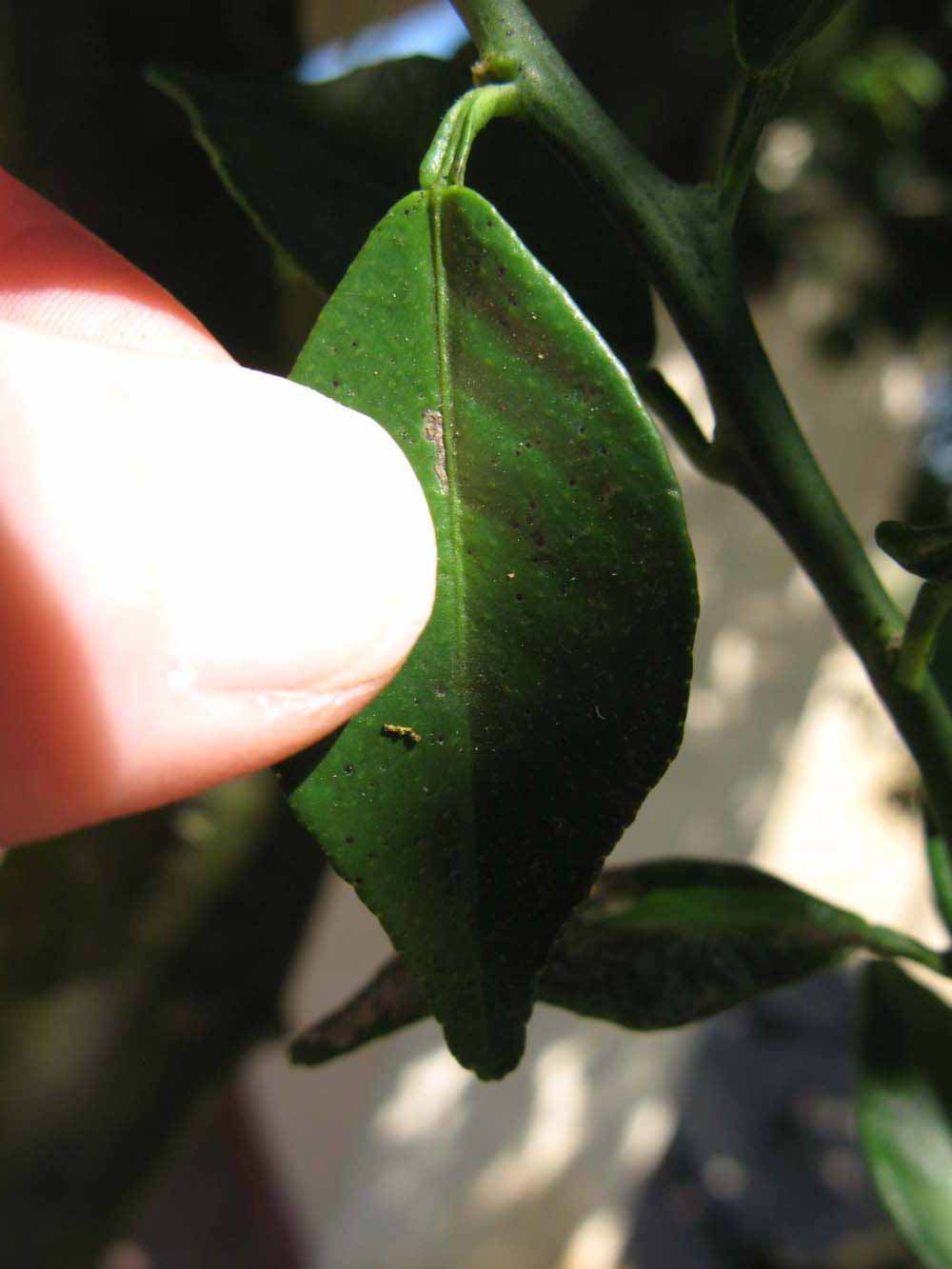              Unifoliolate leaf (Winter Haven, FL)       